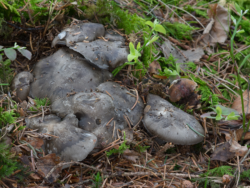 Hygrophorus marzuolus